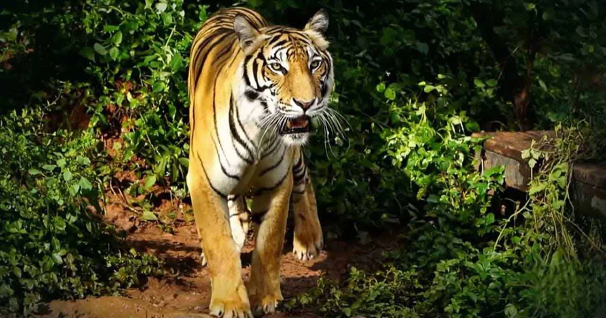 থাইল্যান্ডের সাফারি পার্কে ভাইরাসে ৭২ বাঘের মৃত্যু