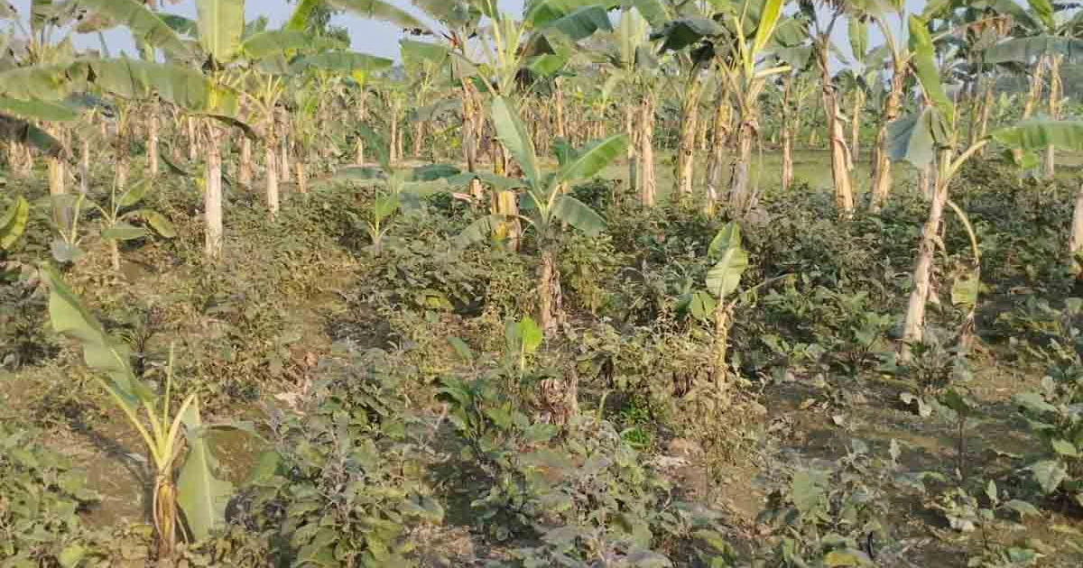আদালতের নিষেধাজ্ঞা অমান্য করে জমি দখলের অভিযোগ