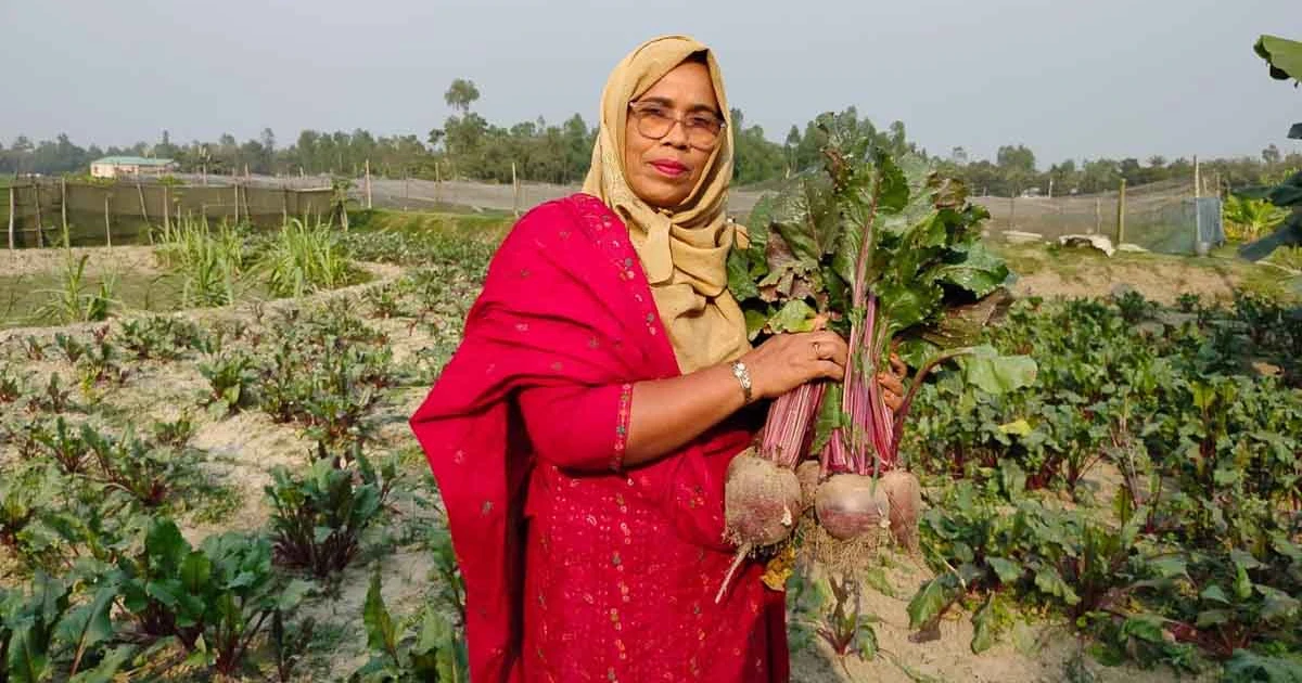 বিটরুট চাষে বাজিমাত করেছেন গাইবান্ধার কৃষক সুলতানা তানজিমা