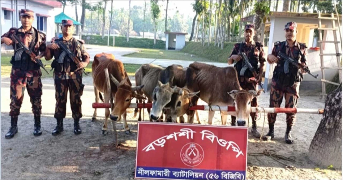 পঞ্চগড় সীমান্ত এলাকায় বিজিবির অভিযানে ৫টি ভারতীয় গরু আটক