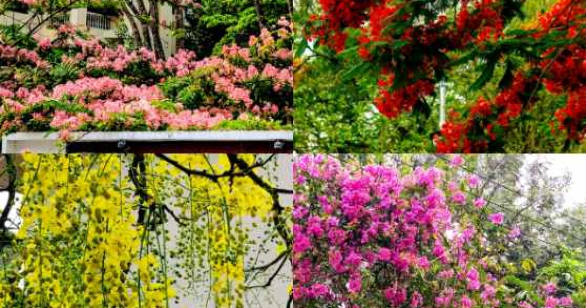প্রকৃতির নিজস্ব সাজে সেজেছে লাল মাটির কুবি ক্যাম্পাস