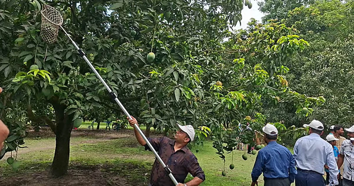 বাজারে এলো সাতক্ষীরার আম