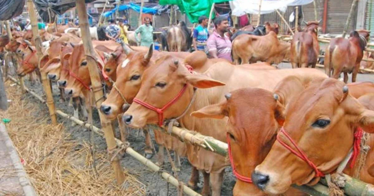 ঈদে গরু কোরবানি দেবেন না আসামের মুসলিমরা