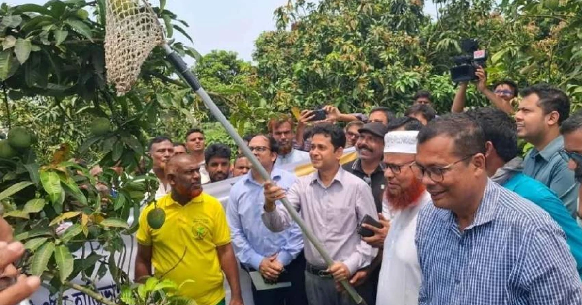 রংপুরে আনুষ্ঠানিকভাবে হাঁড়িভাঙা আমের বাজারজাত শুরু