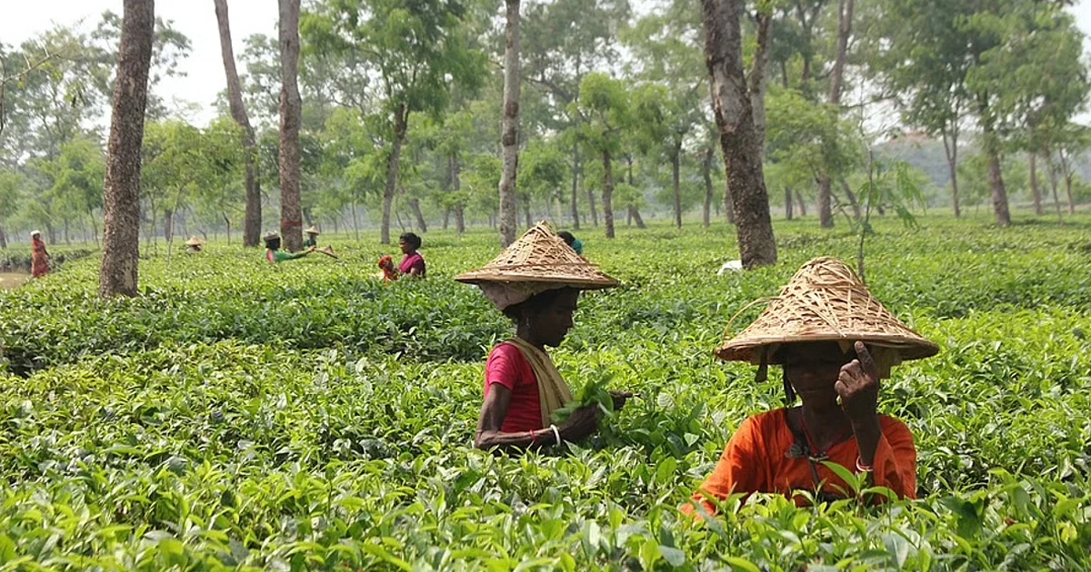 সিলেটে উৎপাদন খরচের চাপে চা-শিল্প
