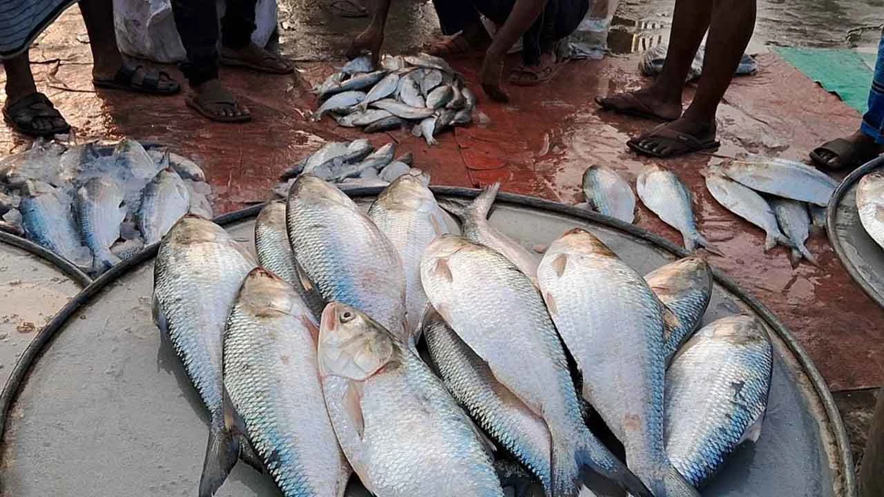 সরবরাহ বাড়ায় কমেছে ইলিশের দাম