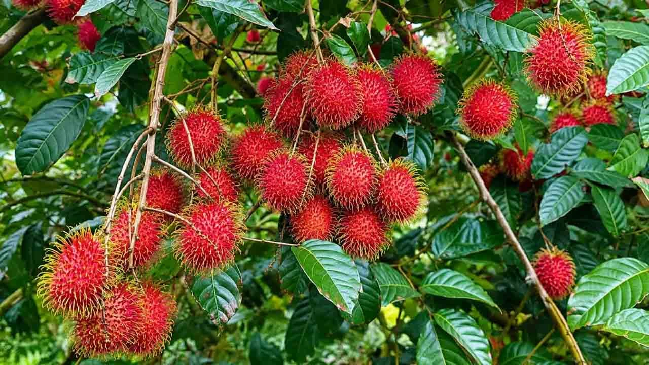 ভালুকায় রাম্বুটানের আকাশছোঁয়া দাম, দেশের অন্যান্য এলাকার তুলনায় প্রায় দ্বিগুণ